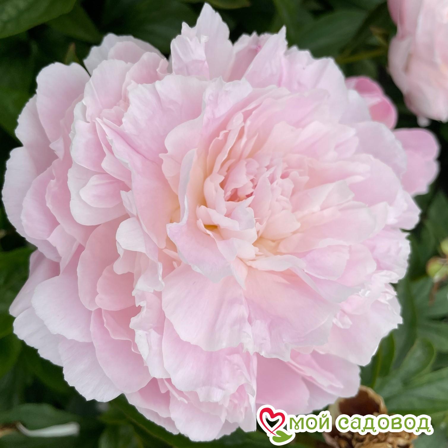 Пион Альберт Круз