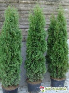 Туя западная Хэбнер (Huebner)