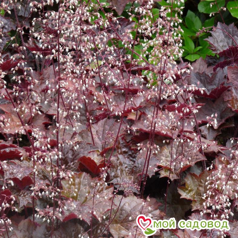 Гейхера Дарк Мистери