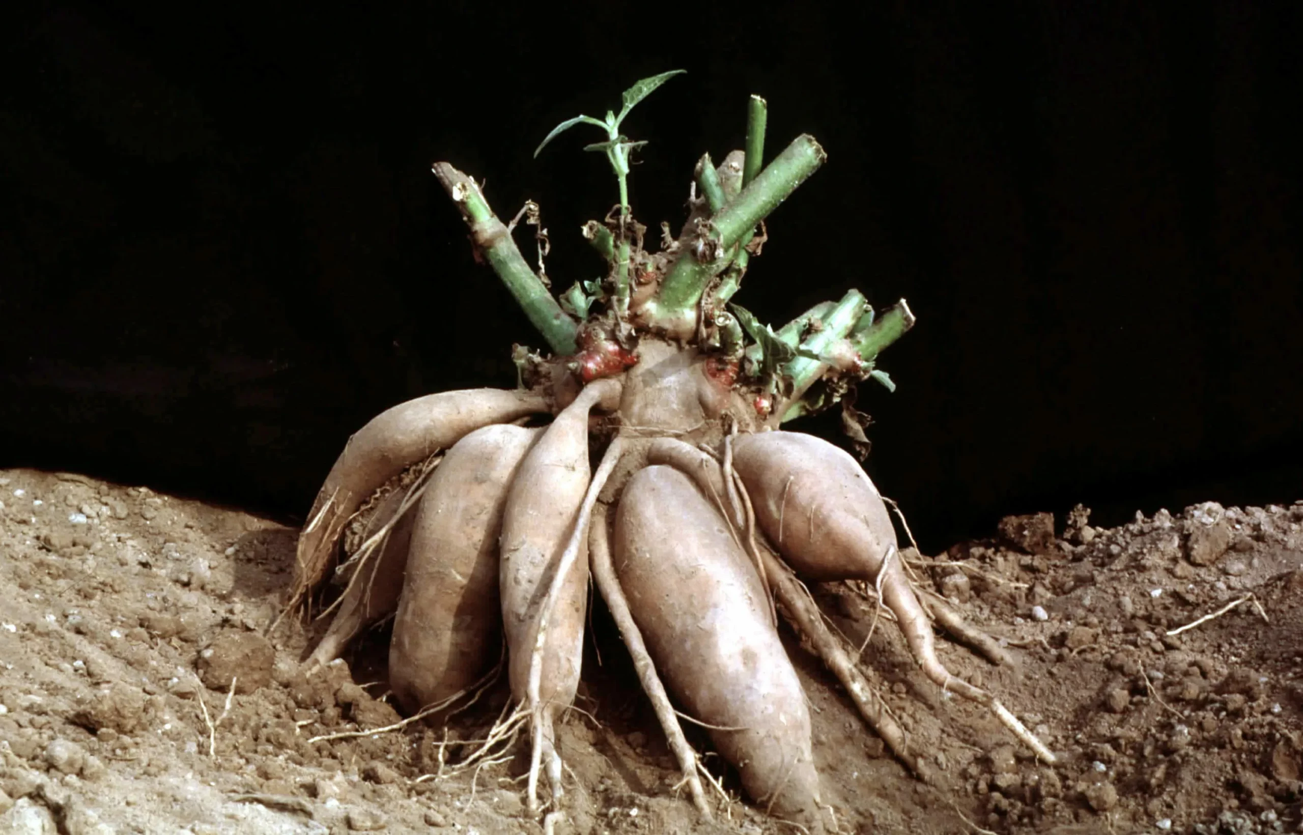 Георгин Лазурит